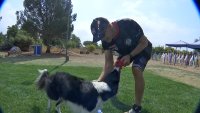 72-Year-Old San Jose Man And His Border Collie, “Blew Bayou,” Headed To World Agility Championships