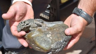 A person holds dinosaur bones stolen from Utah.