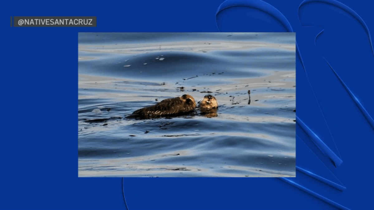Otter known for aggressive behavior toward Santa Cruz surfers gives birth to pup - NBC Bay Area