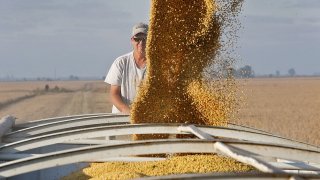 Farmer Chris Crosskno watches as soy beans are loaded into his truck on at his farm near Denton, Mo.