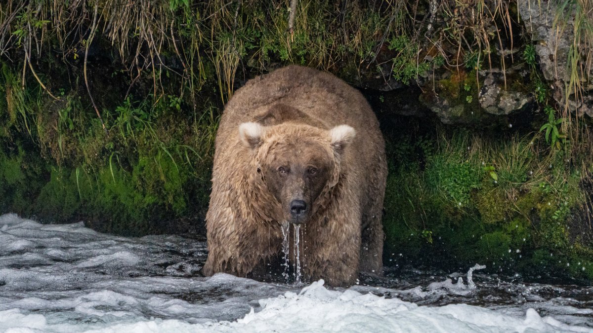 Single mother 'thicker than a bowl of oatmeal' wins Alaska's Fat Bear Week  – NBC Bay Area - Vimarsana News