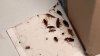 Tenants say landlord hasn't done enough to deal with roach infestation inside San Jose apartment