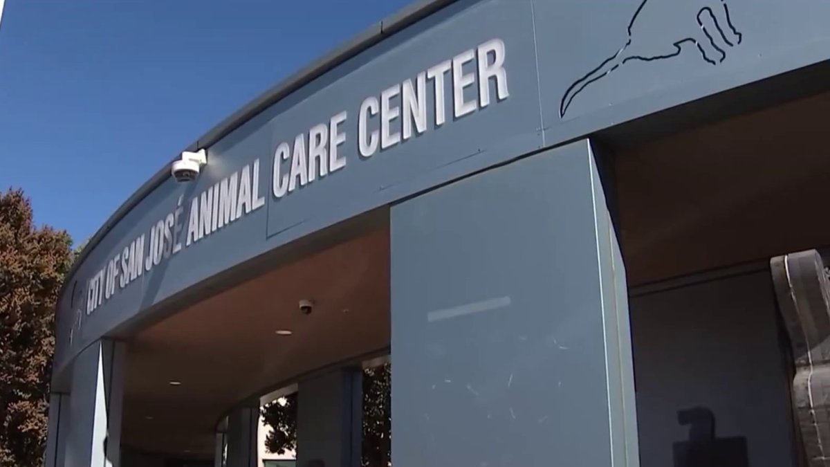 San Jose s Animal Shelter Being Audited NBC Bay Area san-jose-s-animal-shelter-being-audited-nbc-bay-area