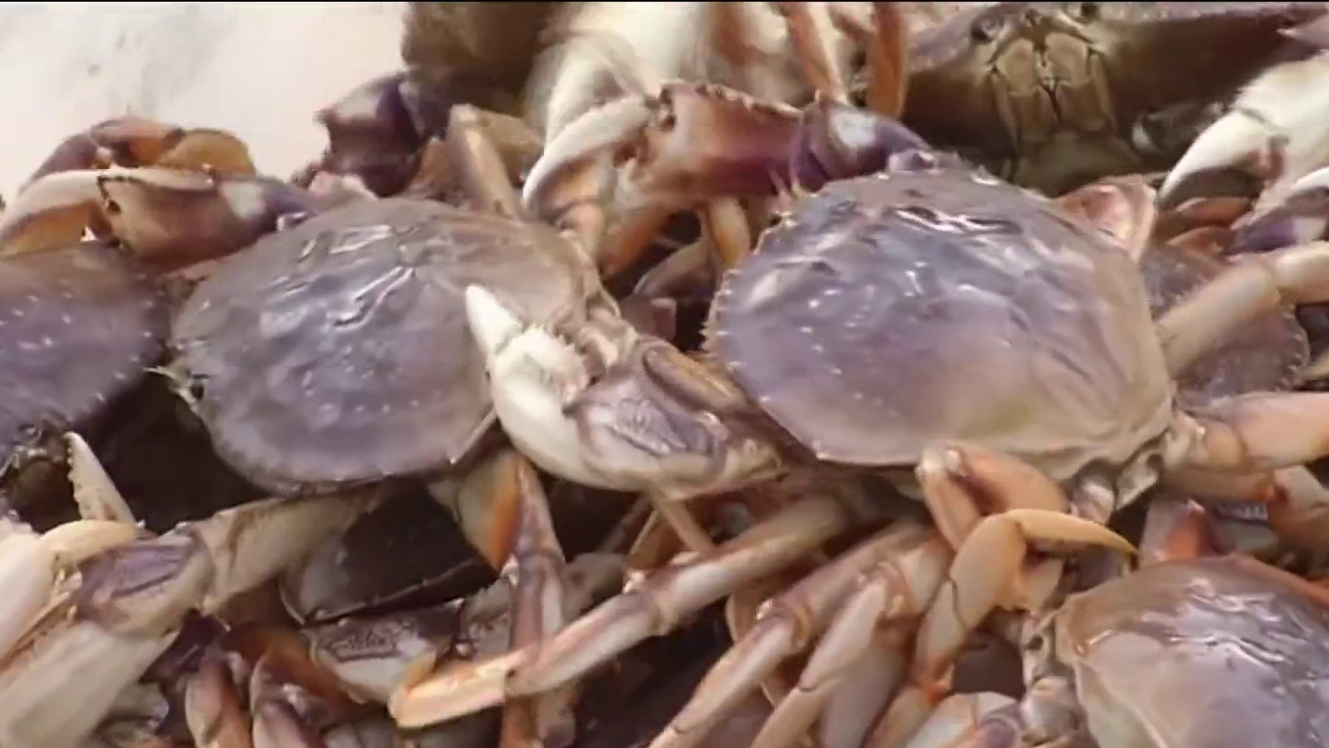 Bay Area's commercial Dungeness crab season opens after delay – NBC Bay Area
