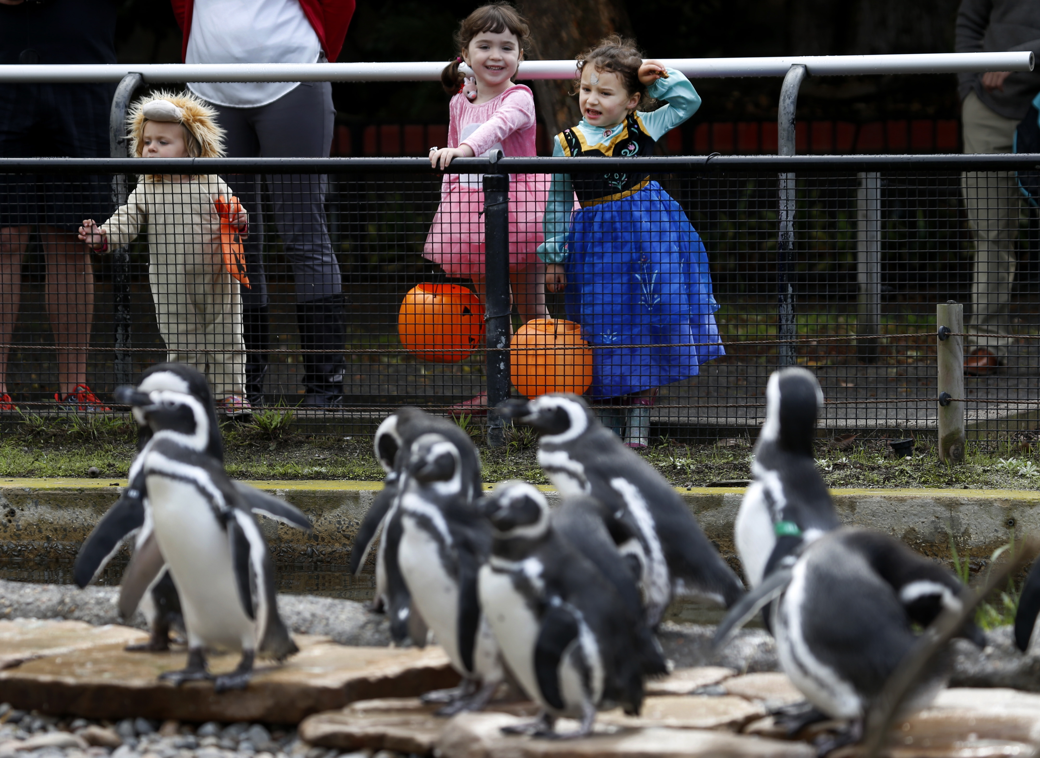 Halloween programs at zoos and botanical gardens are a hit, and an opportunity – NBC Bay Area - Vimarsana News