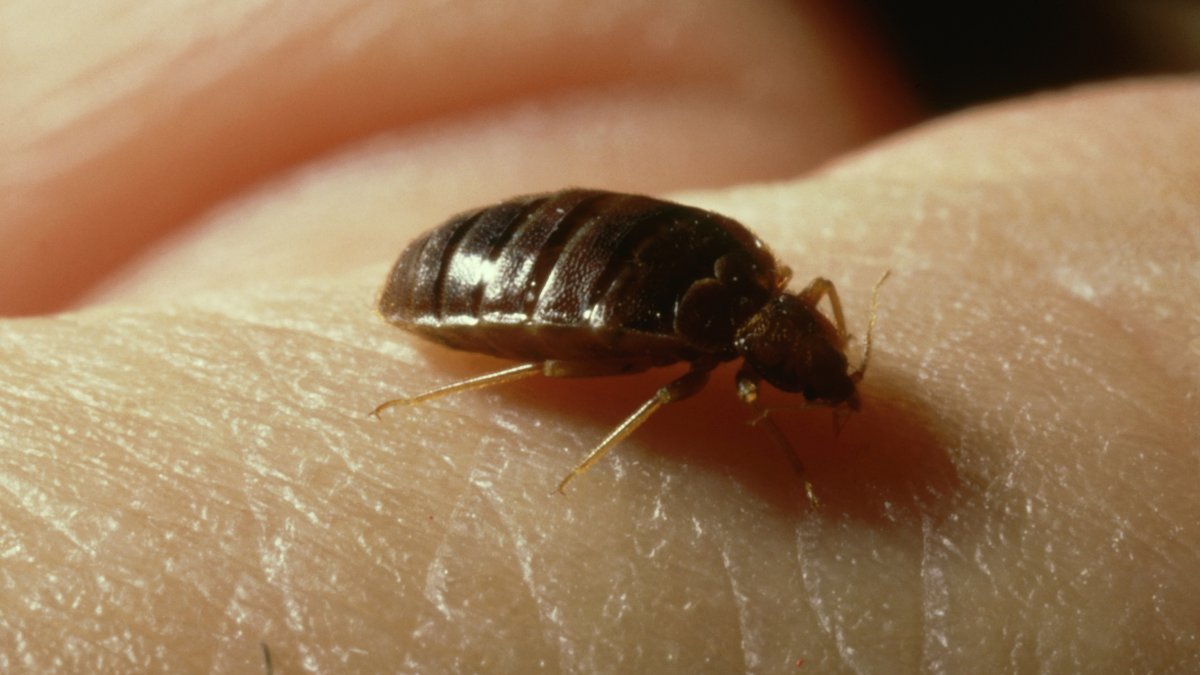 Concern for bedbugs rise in France ahead of 2024 Summer Olympics – NBC Bay Area - Vimarsana News