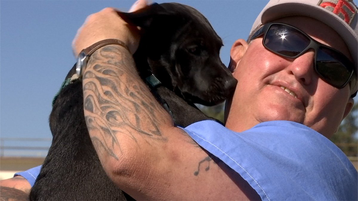 "They Save Each Other": Incarcerated Veterans Live With, Train Rescued Puppies At California State Prison – NBC Bay Area - Vimarsana News