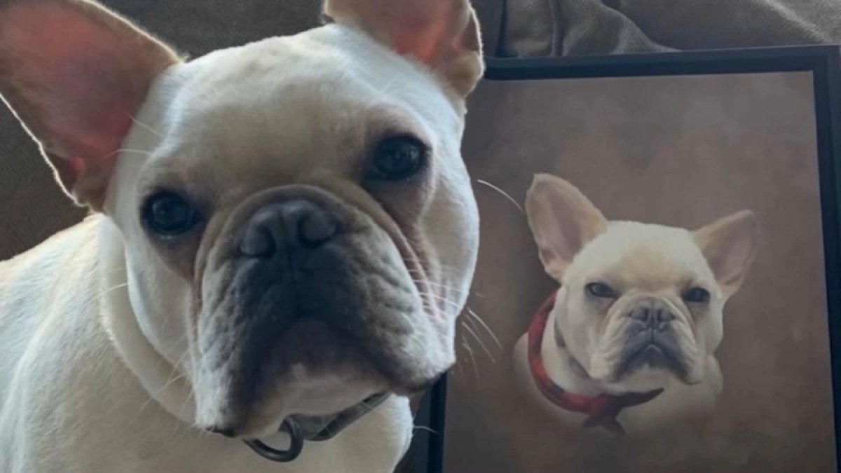 Dog trainer faces felony charges in 2 states for failing to return pets