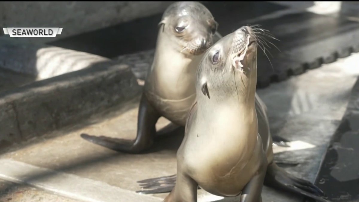 Sea lion pup seen on Coronado streets being rehabbed by SeaWorld – NBC Bay Area - Vimarsana News