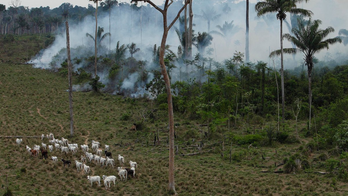 How a Utah-based beef distributor fuels amazon deforestation – NBC Bay Area - Vimarsana News