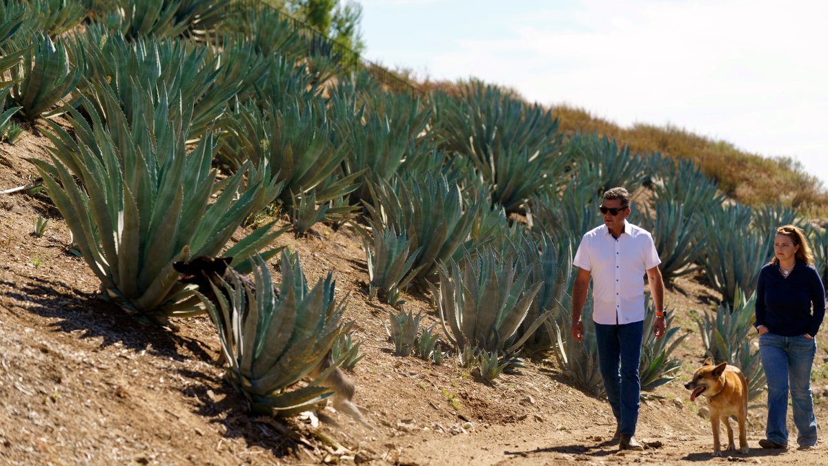 Californians farm agave to weather drought and groundwater limits – NBC Bay Area - Vimarsana News