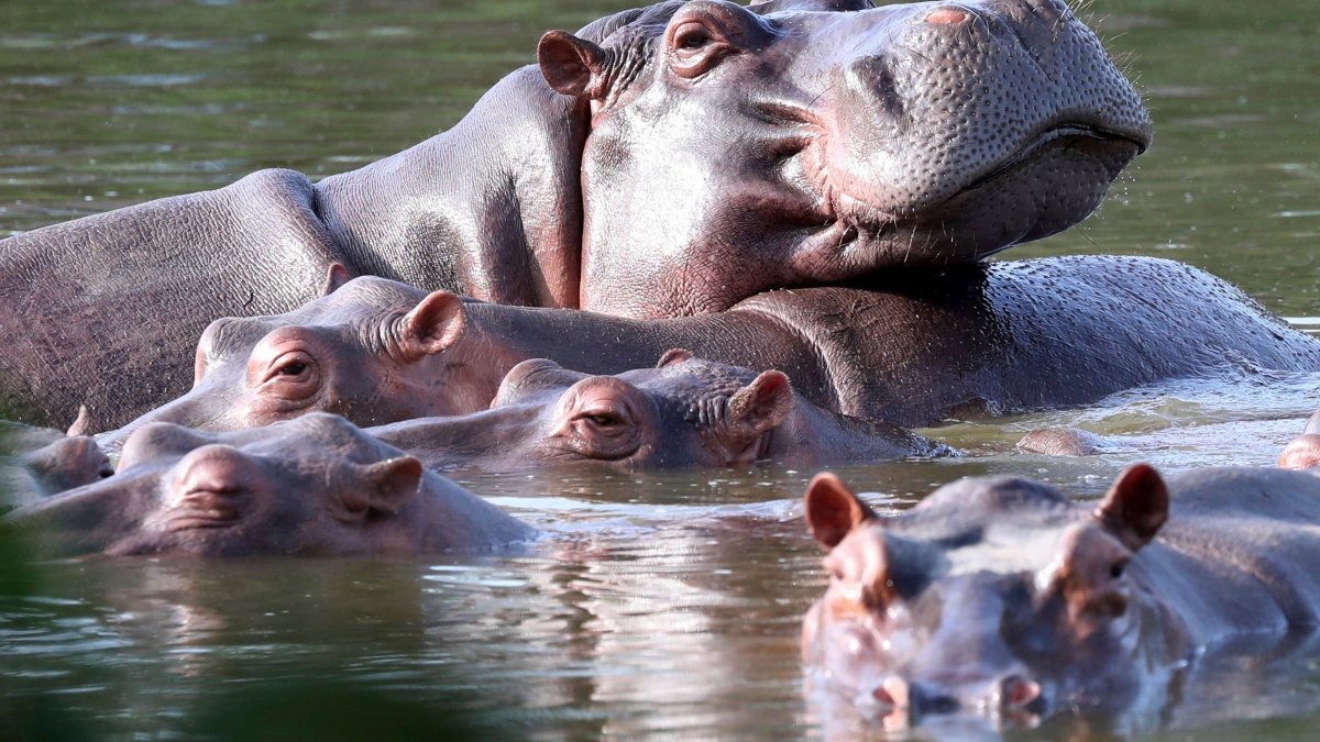 Colombia begins sterilization of hippos descended from pets of Pablo ...