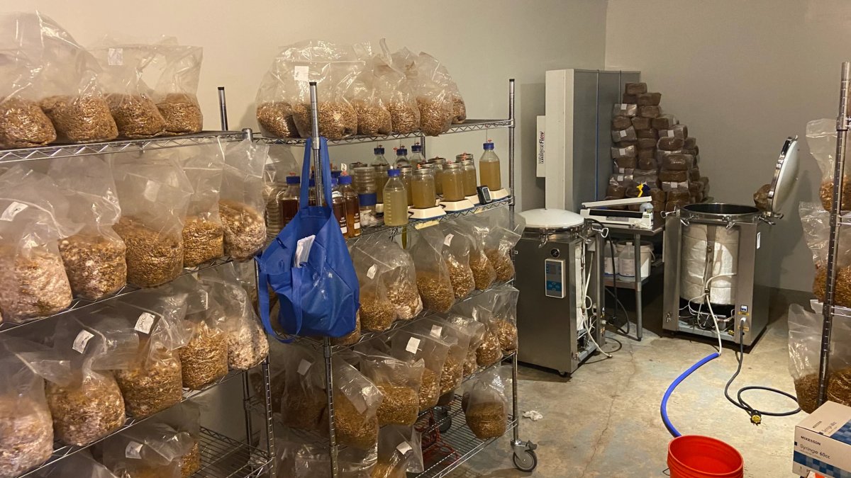 More than $8 million worth of illegal mushrooms found at Connecticut home: police - Vimarsana News