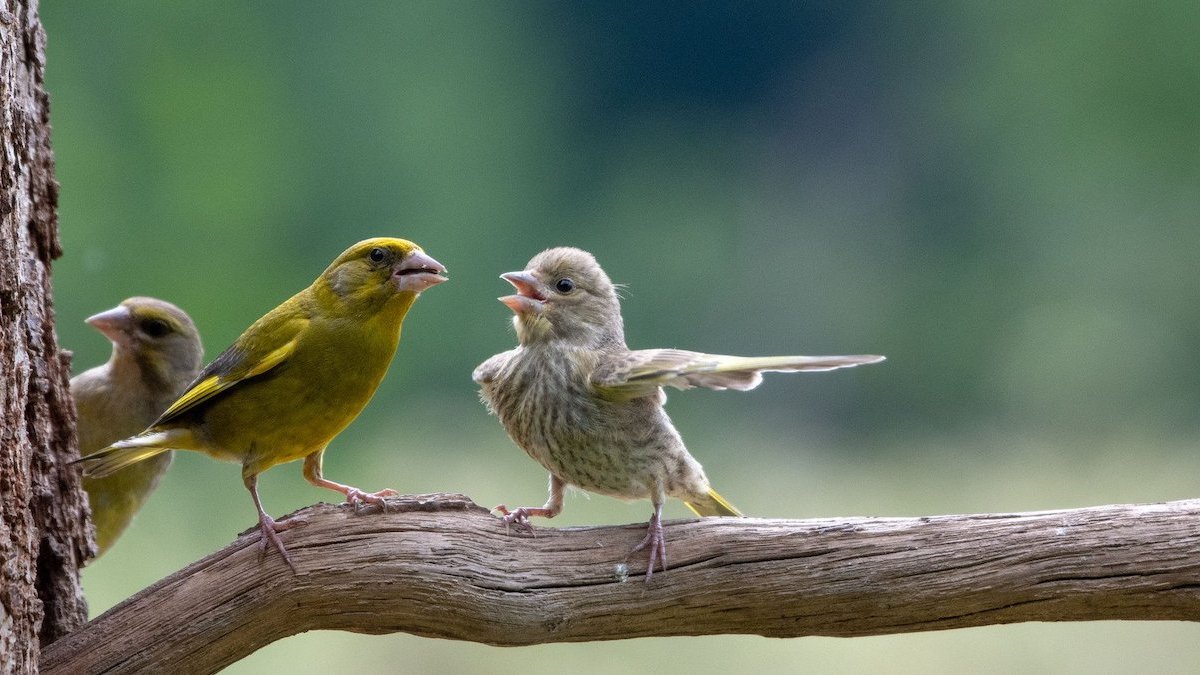 Comedy Wildlife Photography Awards 2023: See the funniest winners – NBC Bay Area - Vimarsana News