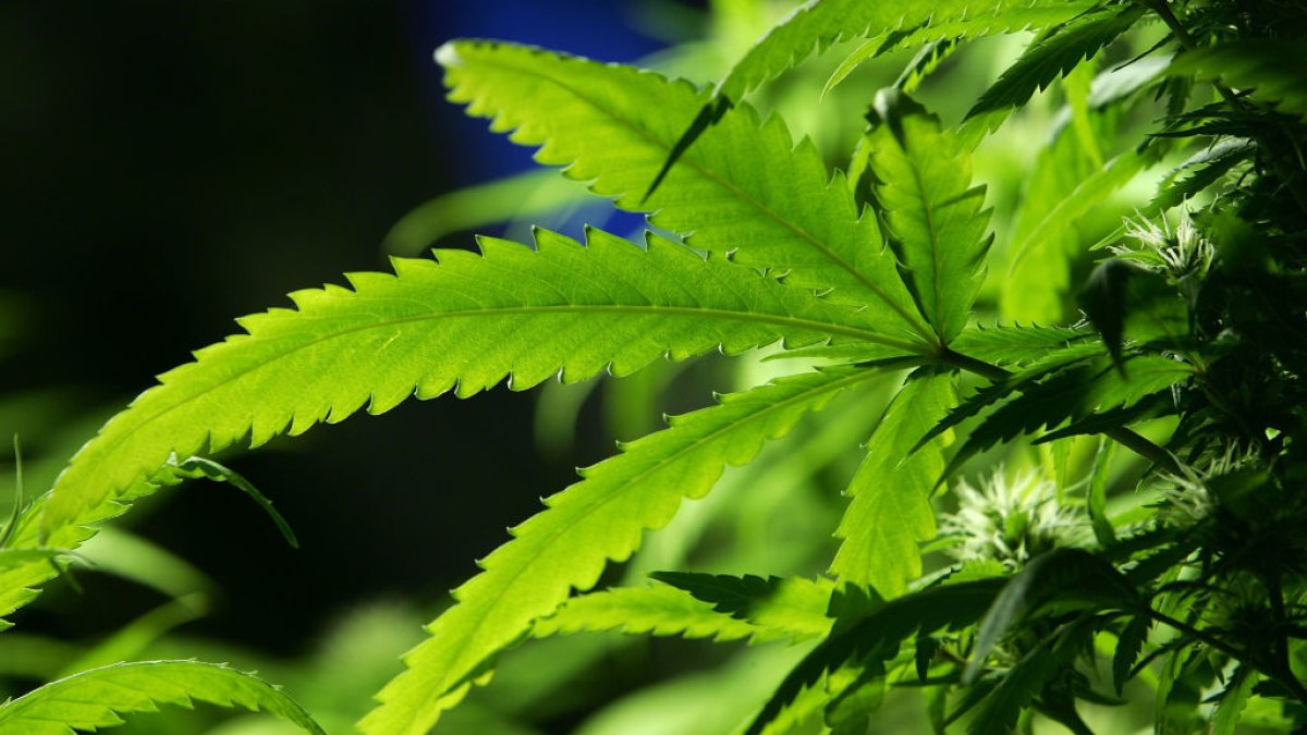 Ohio legalizes recreational marijuana for adults – NBC Bay Area - Vimarsana News