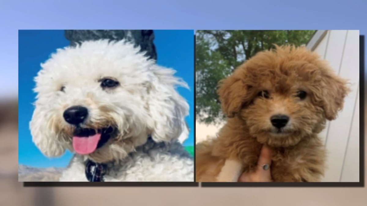 Inland Empire family accused of selling sick puppies – NBC Bay Area - Vimarsana News