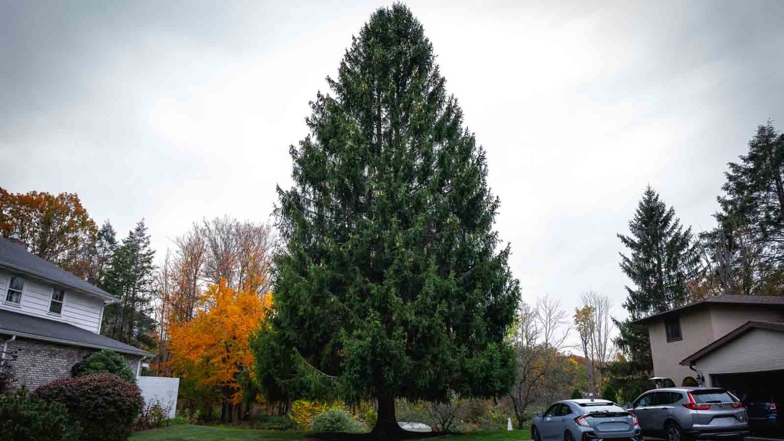 Who donated the Rockefeller Center Christmas tree? – NBC Bay Area