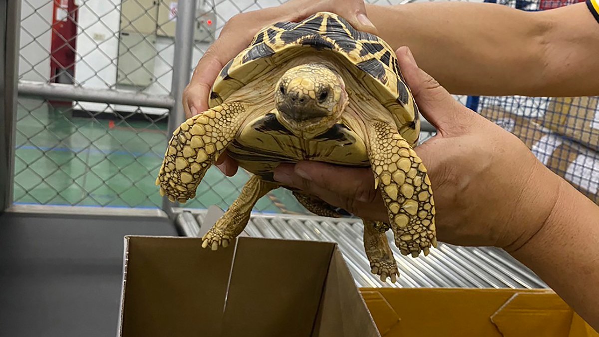 Police seize hundreds of animals during trafficking stings worldwide: Interpol – NBC Bay Area - Vimarsana News