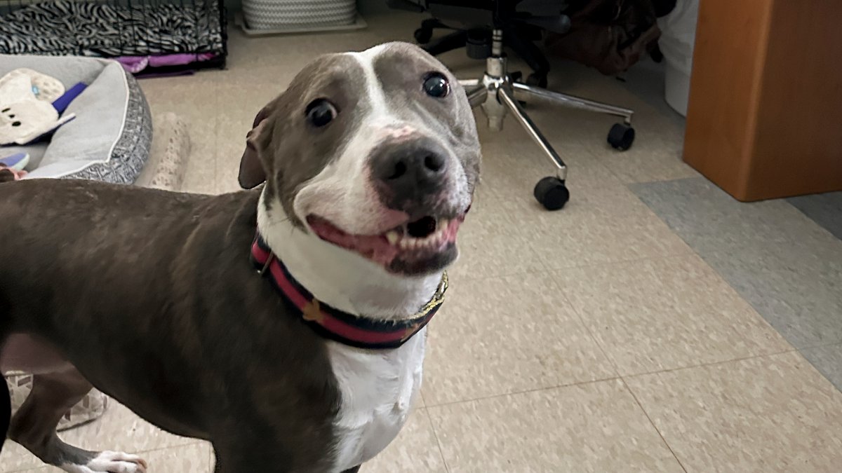 Animal shelters overcrowd as families face financial issues – NBC Bay Area - Vimarsana News