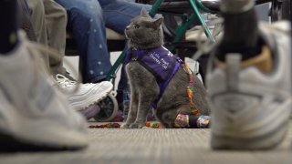 This image taken from video shows kitten Lola-Pearl looking up at attendees during a Amputees Coming Together Informing Others' Needs meeting