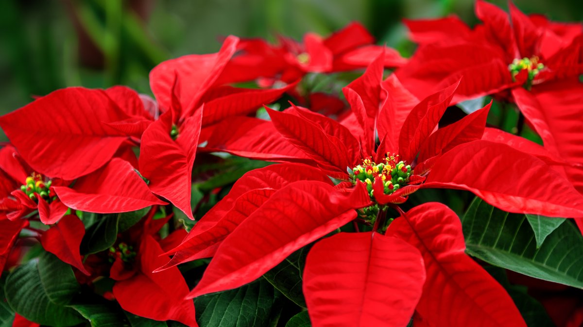 The poinsettia's name and origins get newfound attention – NBC Bay Area - Vimarsana News