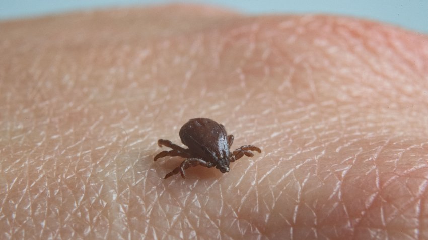 A brown dog tick