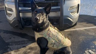 Connecticut State Police K9 Broko was killed in the line of duty Thursday night in Stonington.