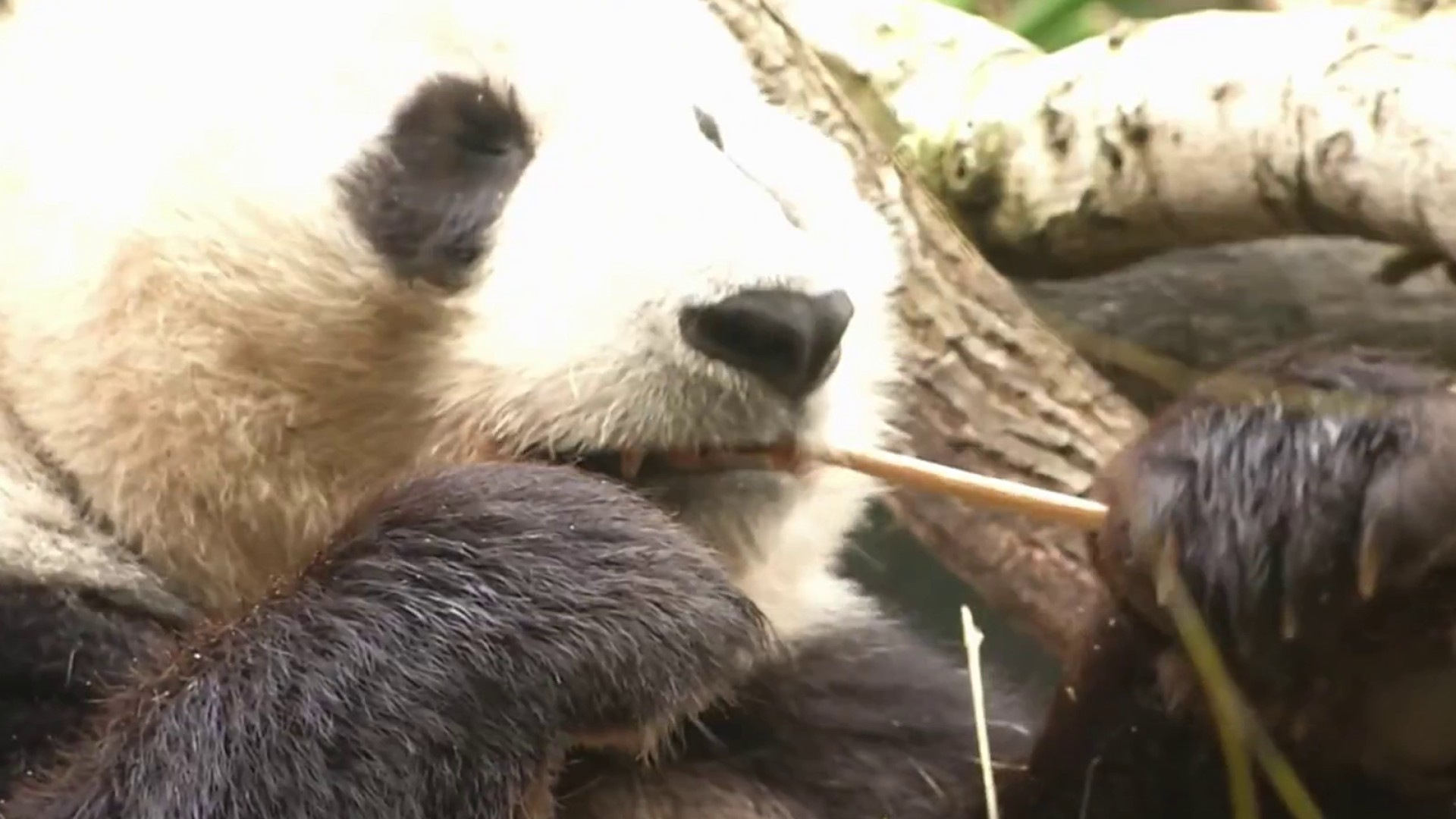 Will The San Francisco Zoo Get A Panda NBC Bay Area   28239199080 1080pnbcstations 