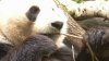 Mayor London Breed announces San Francisco Zoo to receive giant pandas