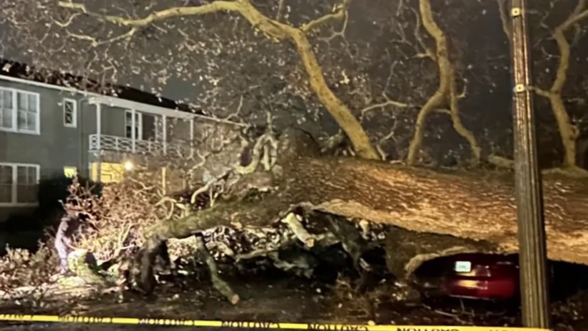 Large tree falls smashes several cars in san mateo nbc bay area