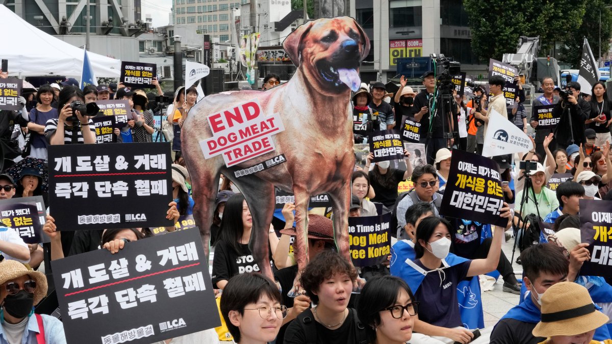 South Korea passes bill to ban sales of dog meat – NBC Bay Area - Vimarsana News