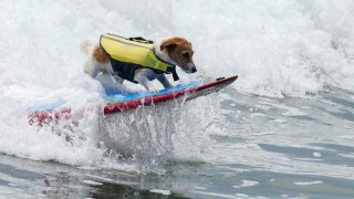 Efruz surfs on the front of the board of his caretaker Mauro Canella in San Bartolo, Peru, Thursday, Jan. 25, 2024.