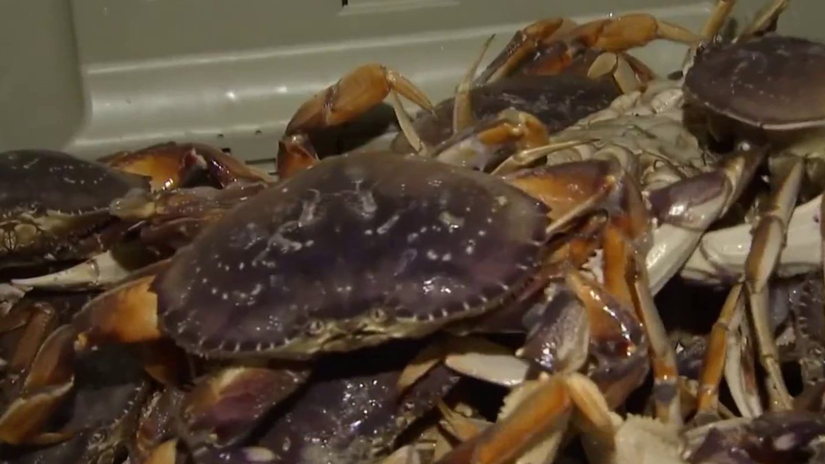 Bay Area’s commercial Dungeness crab season opens after delay NBC Bay