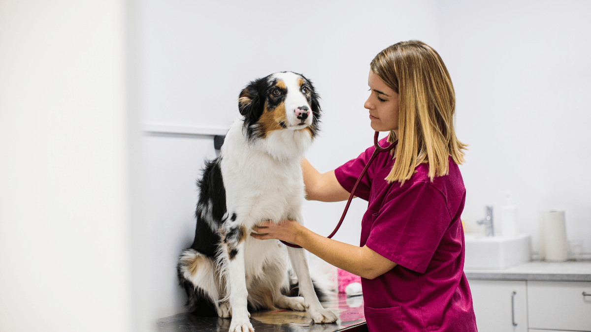 Dog respiratory illness Florida: how to keep your pet safe in outbreak – NBC Bay Area - Vimarsana News