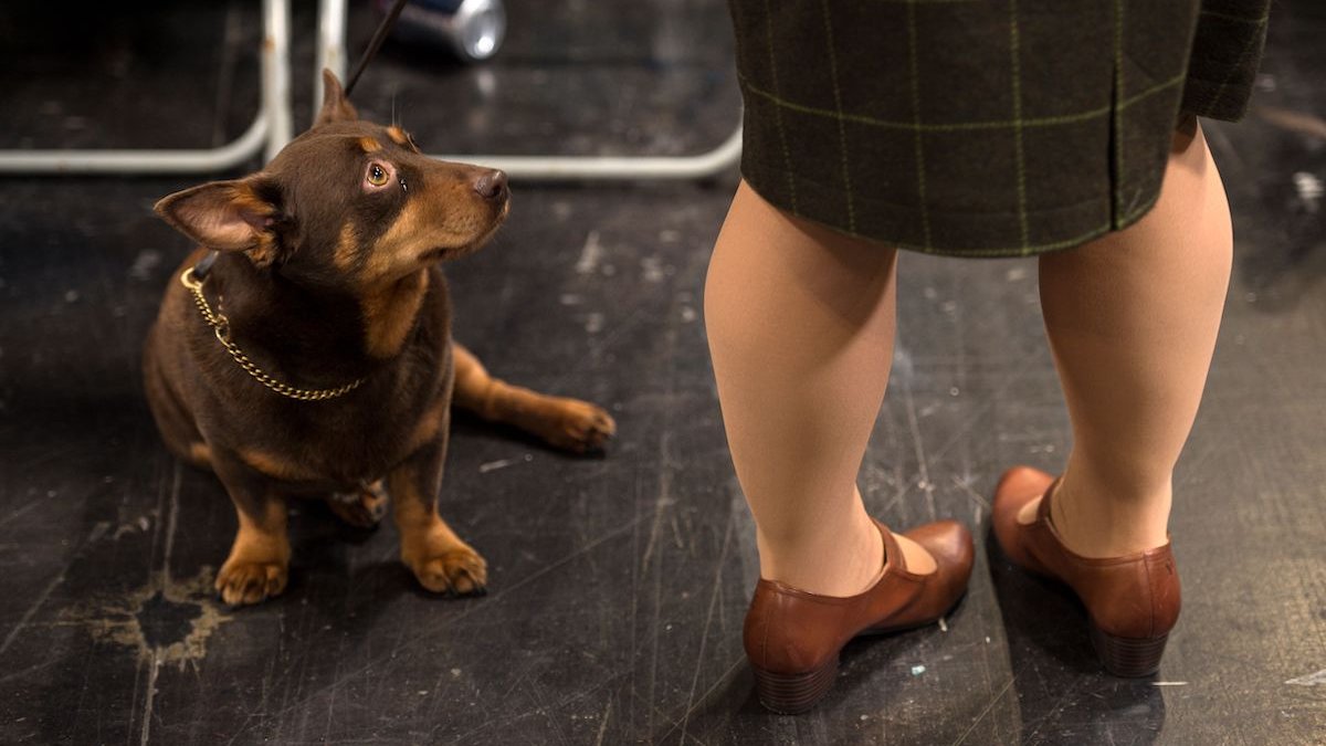 American Kennel Club adds a new dog breed The Lancashire Heeler NBC