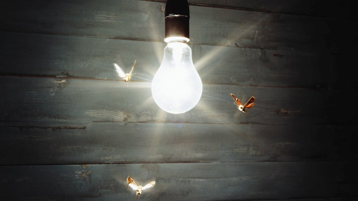 Why are insects attracted to lights? – NBC Bay Area - Vimarsana News