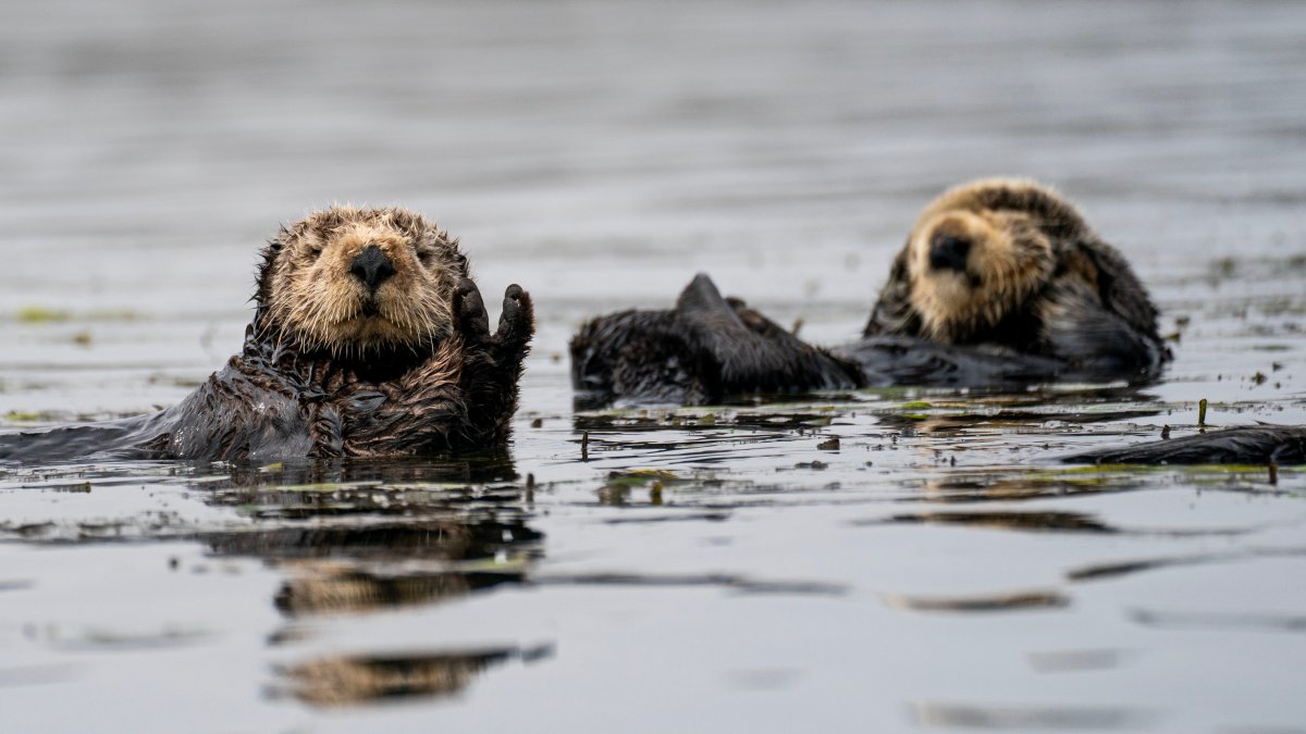 Hungry sea otters are helping save California’s marshlands from erosion ...