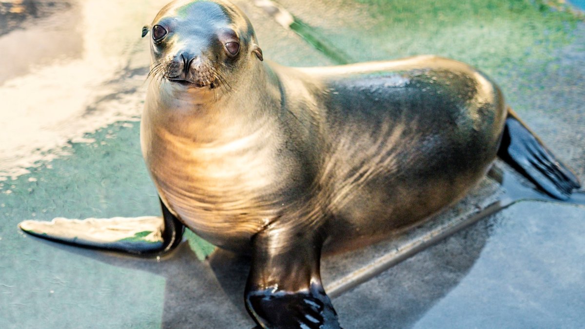 'Gobble,' Thanksgiving Day rescued sea lion pup, living up to her name at SeaWorld - Vimarsana News