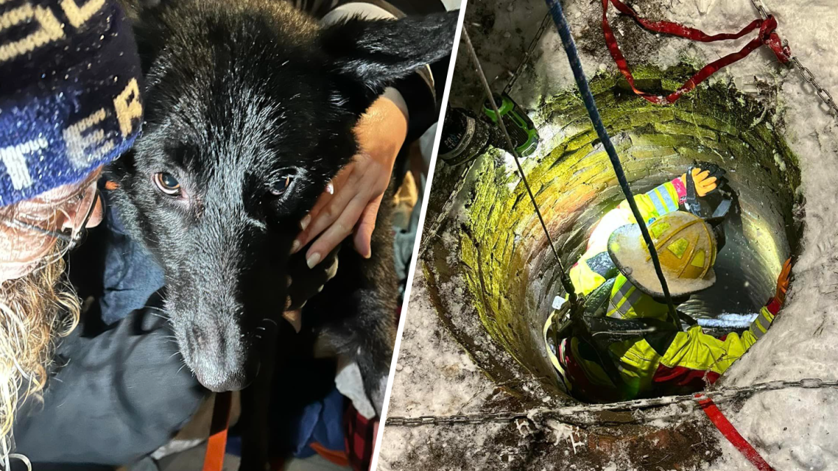 Kingston NH firefighters rescue dog from well – NBC Bay Area - Vimarsana News