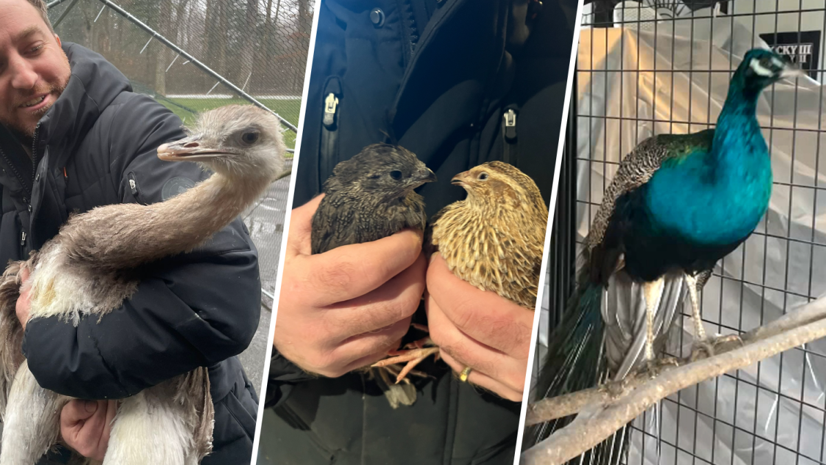 Long Island animal hoarding: Ostrich, endangered salamander among 100 animals found at North Bellmore home – NBC Bay Area - Vimarsana News