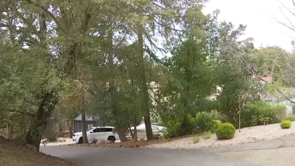 Lafayette neighborhood fights to keep trees as PG&E looks to tear them down - Vimarsana News