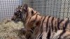 Abused tiger cub recovers at Oakland Zoo