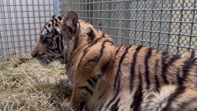 Oakland Zoo rescues tiger cub with serious injuries