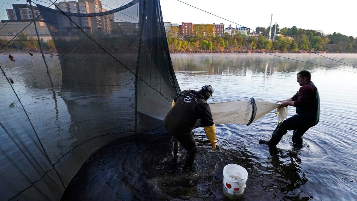 Fishing regulators say no to catching baby eels – NBC Bay Area - Vimarsana News