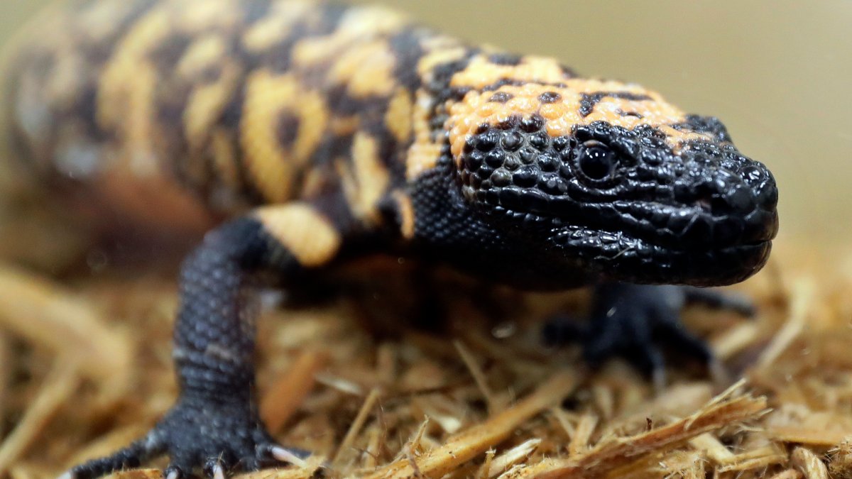 Colorado man dead after pet Gila monster bite – NBC Bay Area - Vimarsana News