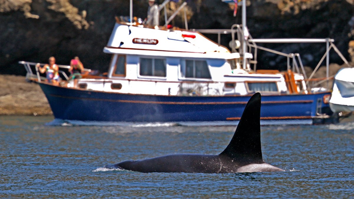 Coast Guard launch boat alert program to protect whales in Seattle – NBC Bay Area - Vimarsana News