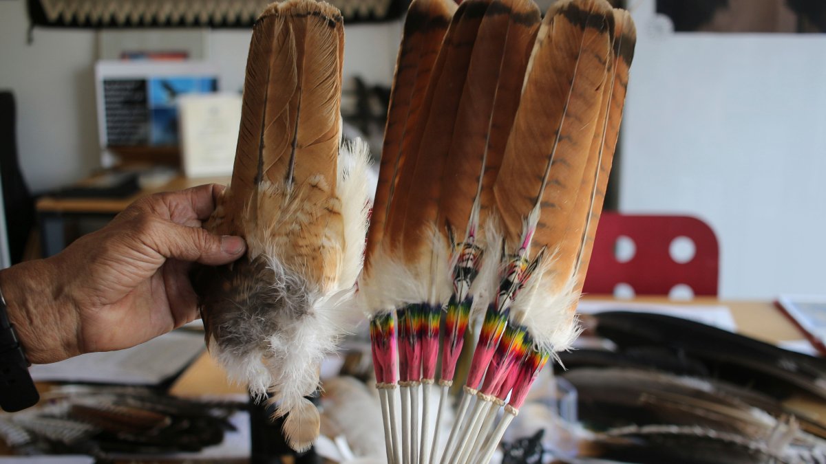 Man to plead guilty in 'killing spree' of eagles and other birds for feathers – NBC Bay Area - Vimarsana News