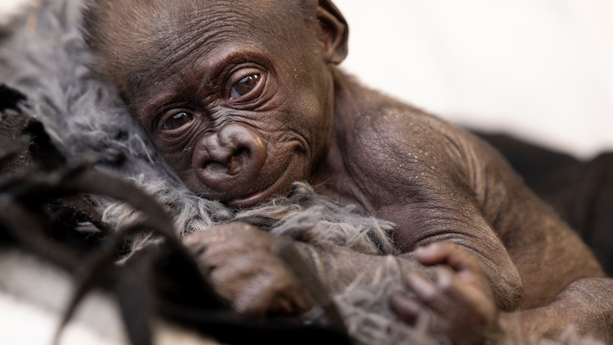 Fort Worth Zoo announces birth of baby gorilla born in emergency C