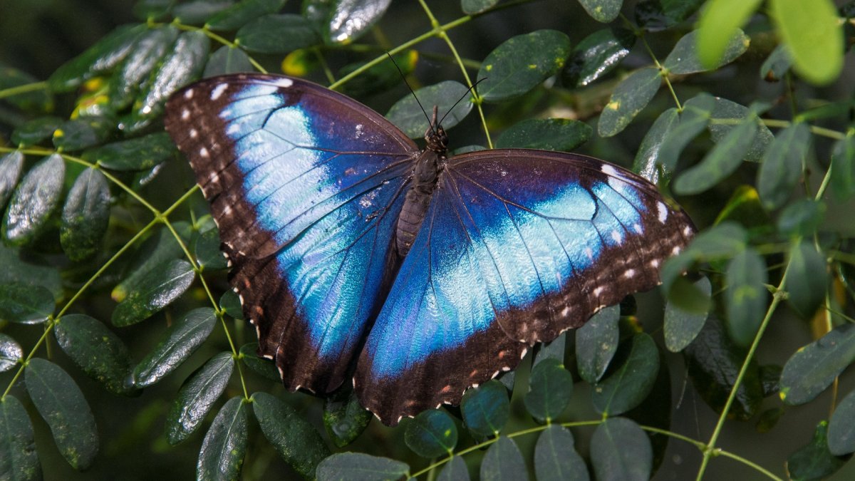 Flutter by a beautiful 'Butterfly Jungle Safari' at San Diego Zoo Safari Park – NBC Bay Area - Vimarsana News