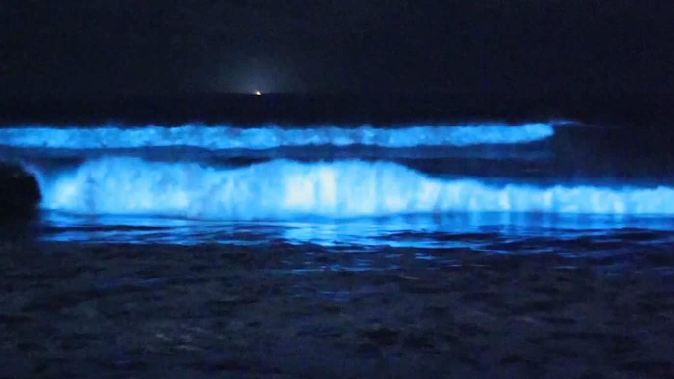 San Diego bioluminescence 2025 Glowing blue waves spotted NBC Bay Area